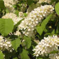 Bird cherry